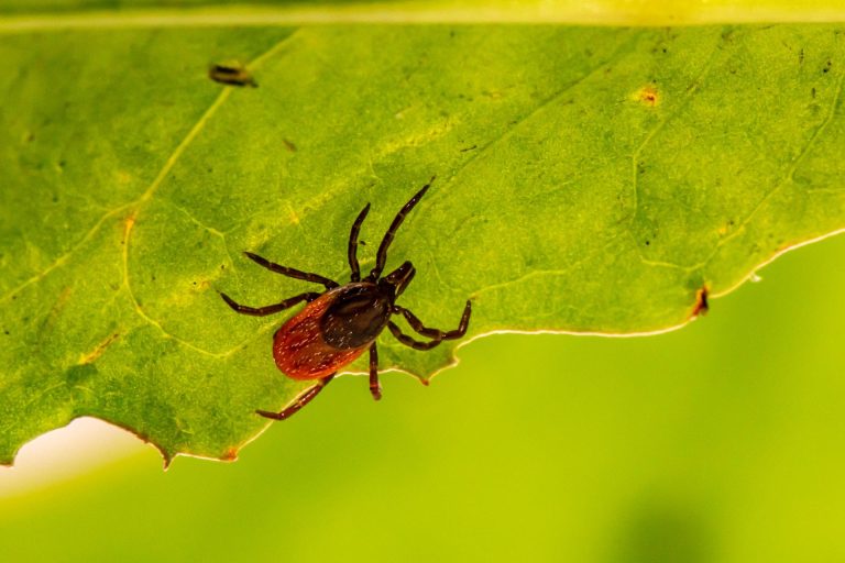 Gehst du in den Wald? Fügen Sie dies zu Ihrem Essen hinzu und die Zecken werden vor Ihnen davonlaufen