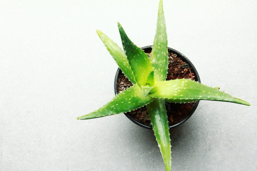 aloe vera 1